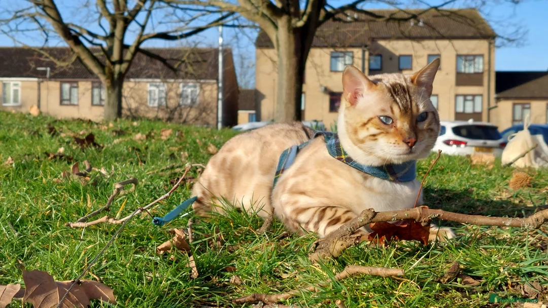 Bengal cats for stud: AMAZING SNOW LYNX STUD BENGAL TICA reg  in Harlow - Advert 29