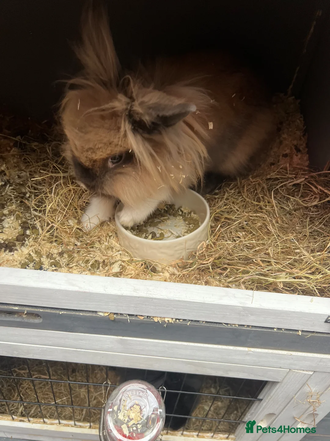 Lionhead rabbits for sale: Lion head rabbits  in Gateshead - Advert 1