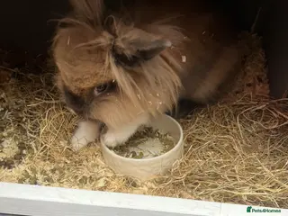 Lionhead rabbits Lion head rabbits - Advert 1