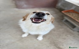 Mixed Breed dogs for adoption: Levi is searching for a family - Image 2