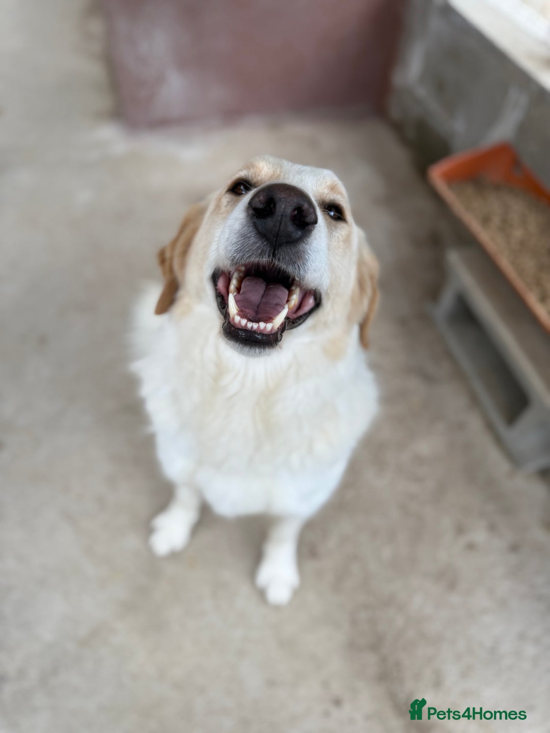 Mixed Breed dogs for adoption: Levi is searching for a family - Image 2
