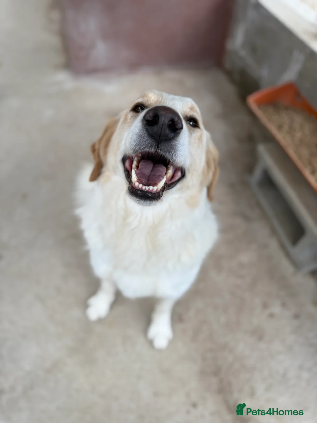 Mixed Breed dogs for adoption: Levi is searching for a family - Advert 2