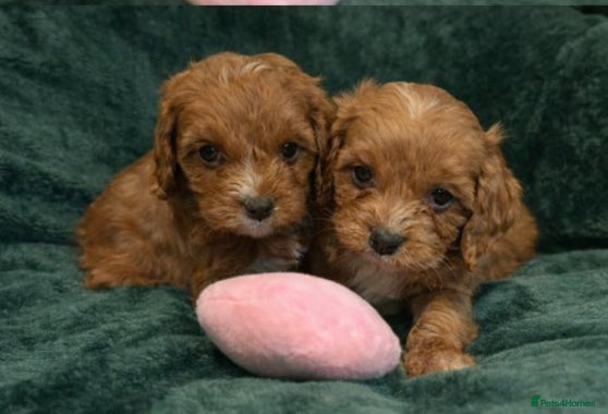 Cavapoo dogs Toy CAVAPOO Puppies - Advert 13