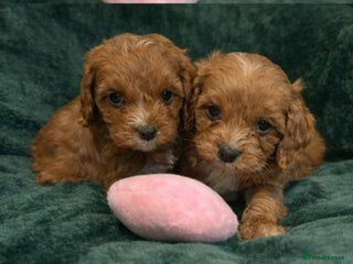 Cavapoo dogs Toy CAVAPOO Puppies - Advert 13