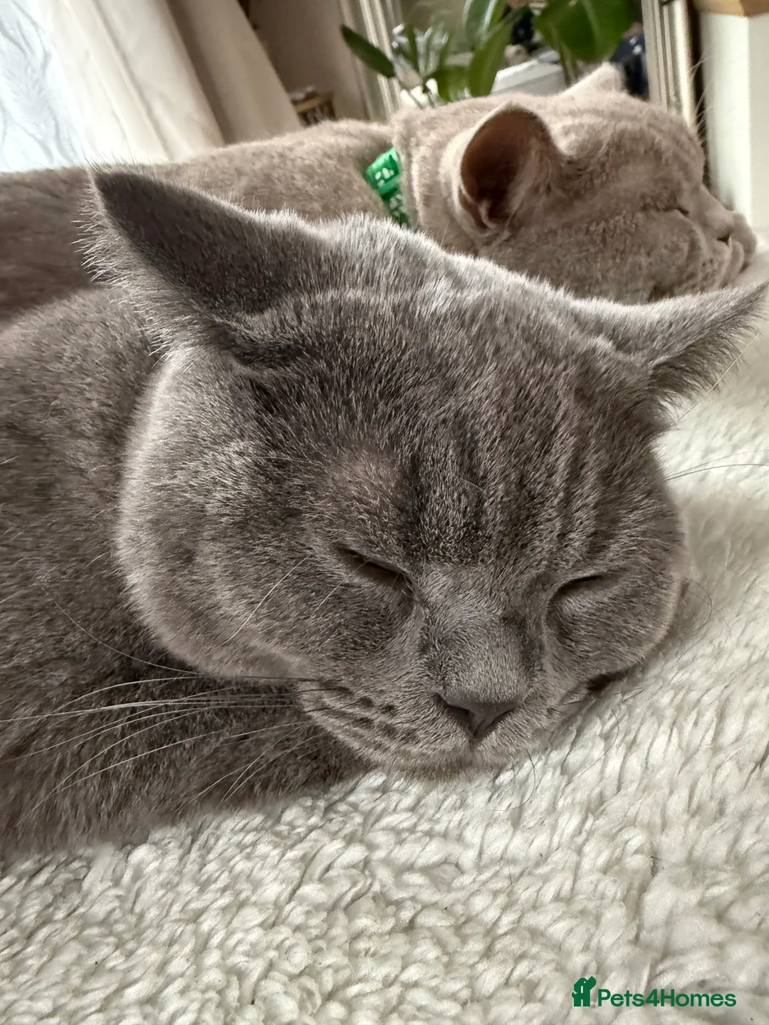 British Shorthair cats for sale: Grey British shorthair (male) - Advert 2