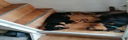 Rottweiler dogs for sale: Rottweiler male - Advert 4