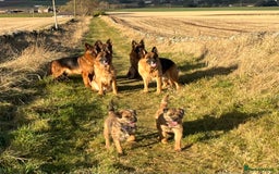 German Shepherd dogs for sale: Litter of puppies with a World Class Pedigree  - Advert 23