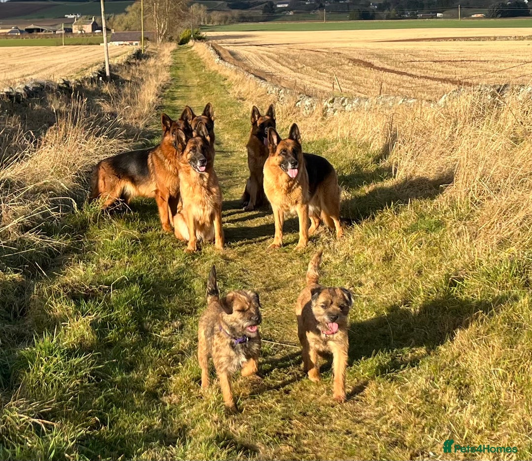 German Shepherd dogs for sale: Litter of puppies with a World Class Pedigree  - Advert 23
