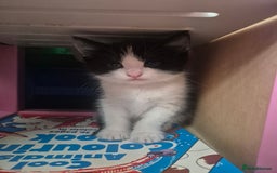 Mixed Breed cats for sale: 4 black and white kittens - Image 18