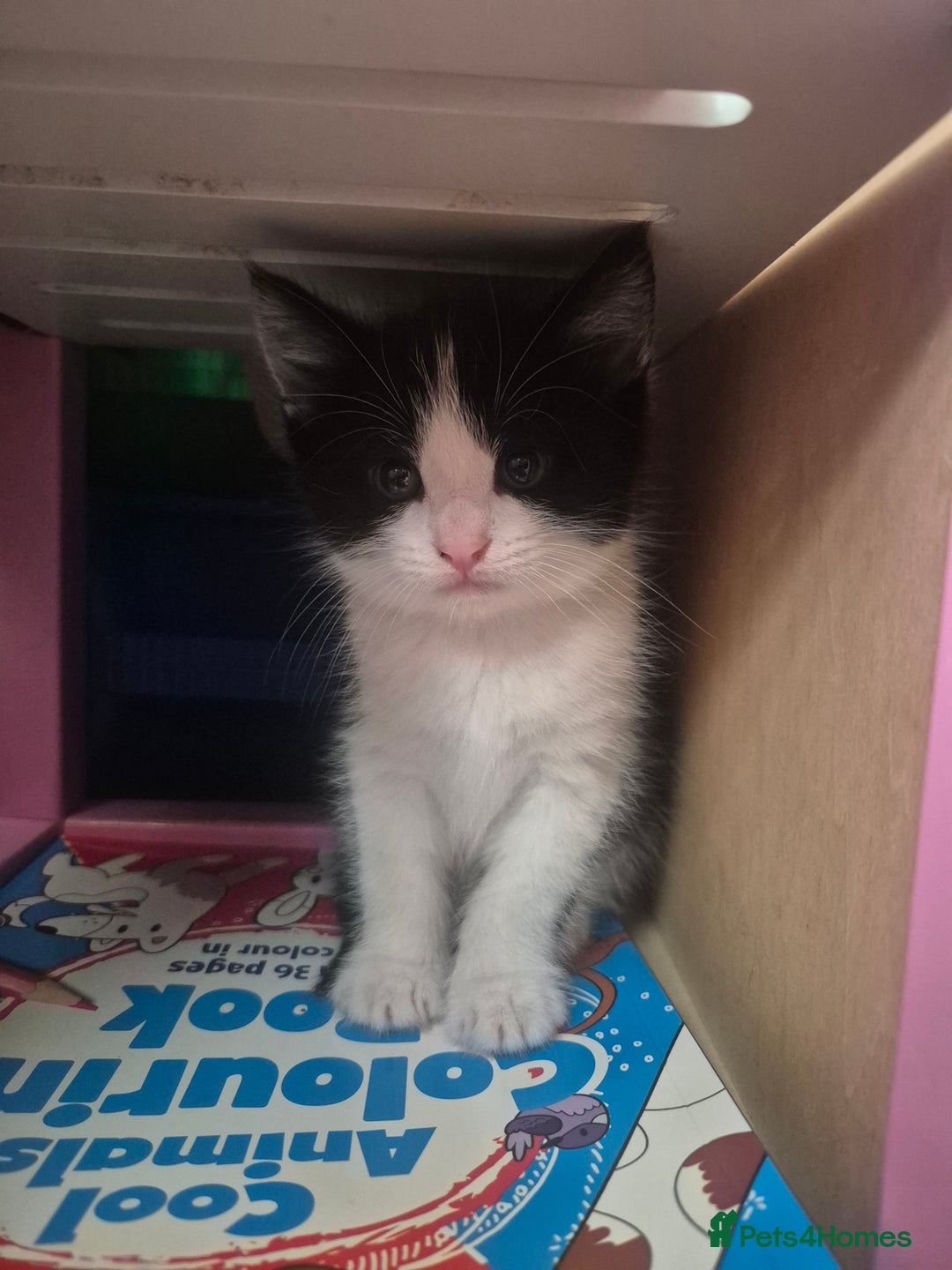 Mixed Breed cats for sale: 4 black and white kittens - Image 18