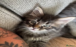Maine Coon cats for sale: Xl Beautiful Mainecoon kittens for sale - Image 22