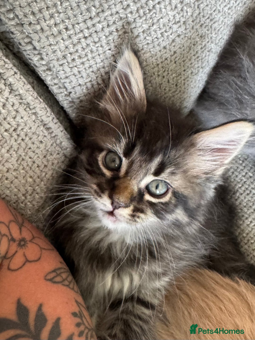 Maine Coon cats for sale: Xl Beautiful Mainecoon kittens for sale - Image 22