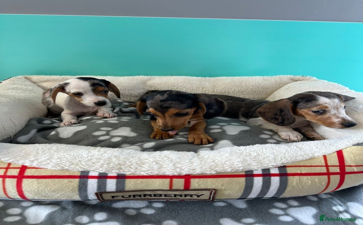Miniature Dachshund dogs - Advert 1