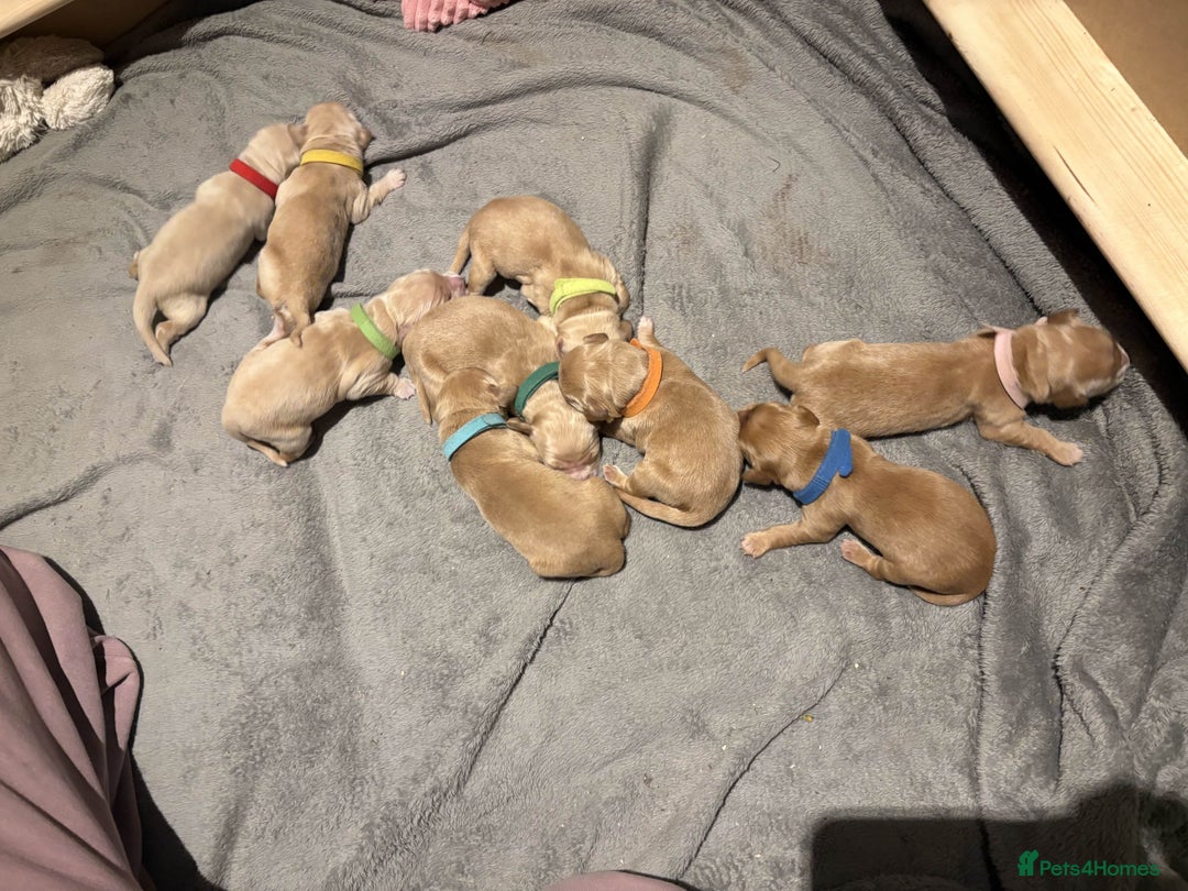 Golden Retriever dogs for sale: Golden Retriever Puppies for Sale - Image 3