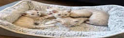 Bengal cats for sale: Snow/Leopard Bengal Kittens- Last One Left - Ready - Advert 6