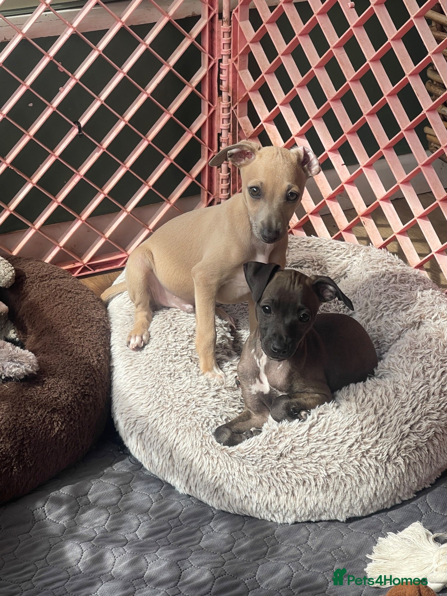 Italian Greyhound dogs Gorgeous KC Italian Greyhounds - Advert 1