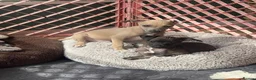 Italian Greyhound dogs for sale: Gorgeous KC Italian Greyhounds - Advert 1