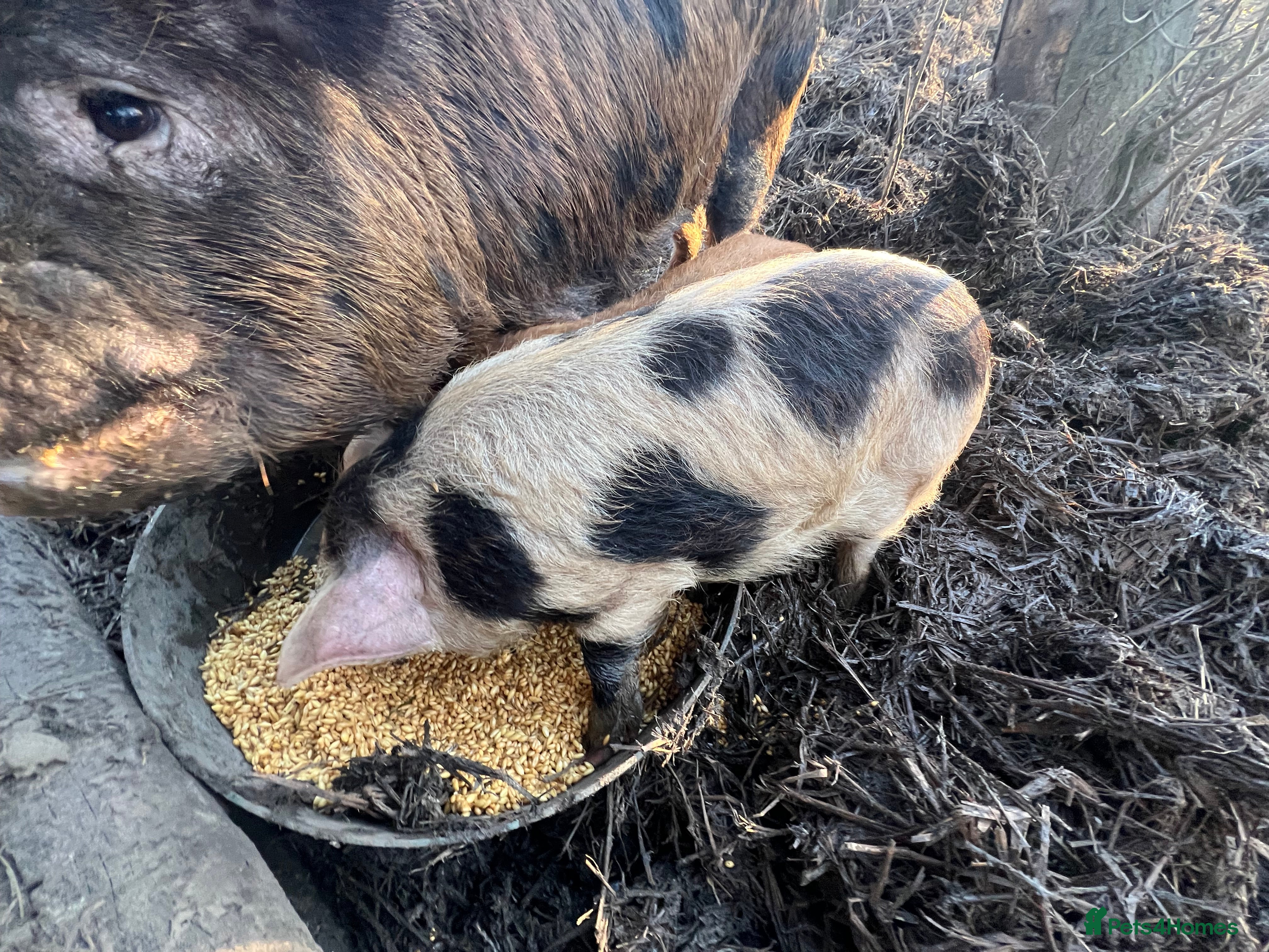 Pig livestock purebred Kune kune pigs - Advert 2