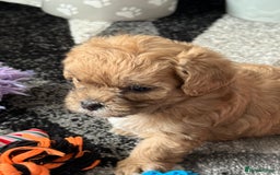 Maltipoo dogs for sale: Outstanding Malshipoo puppies - Image 15