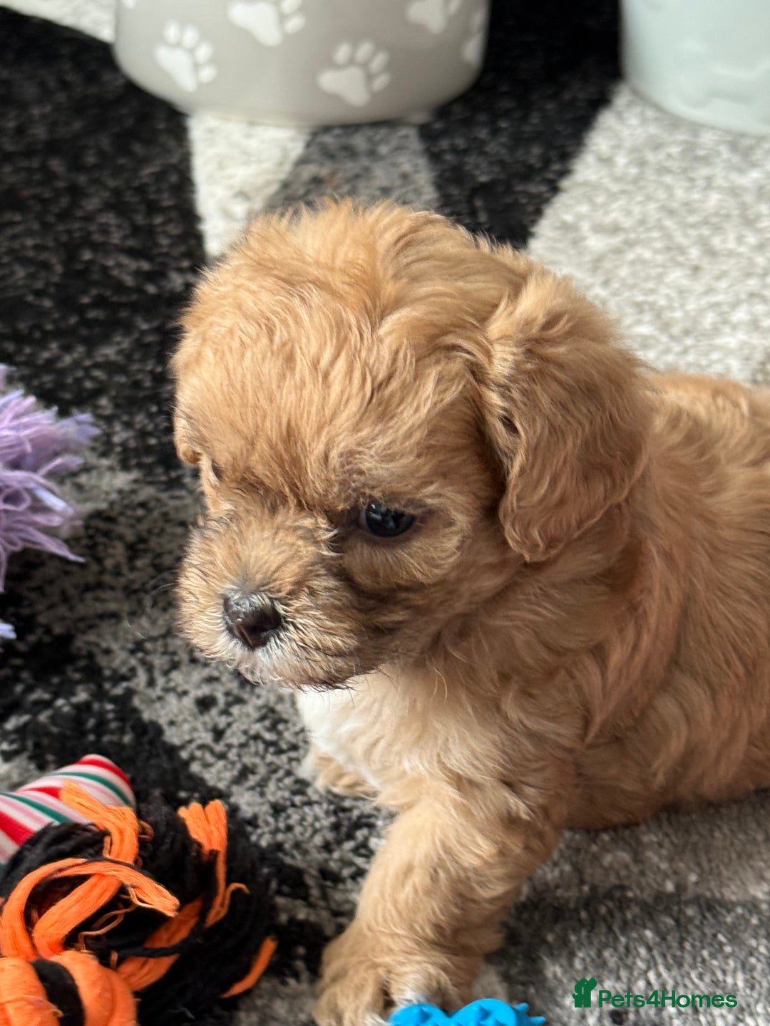 Maltipoo dogs for sale: Outstanding Malshipoo puppies - Image 15