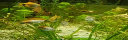 Platies fish for sale: Mixed Platies for sale, 15 fish for £10 - Advert 4