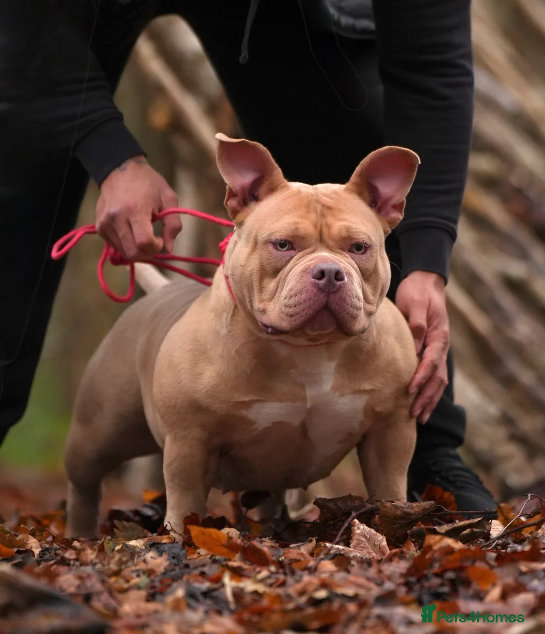 Gallery Image {{count}}