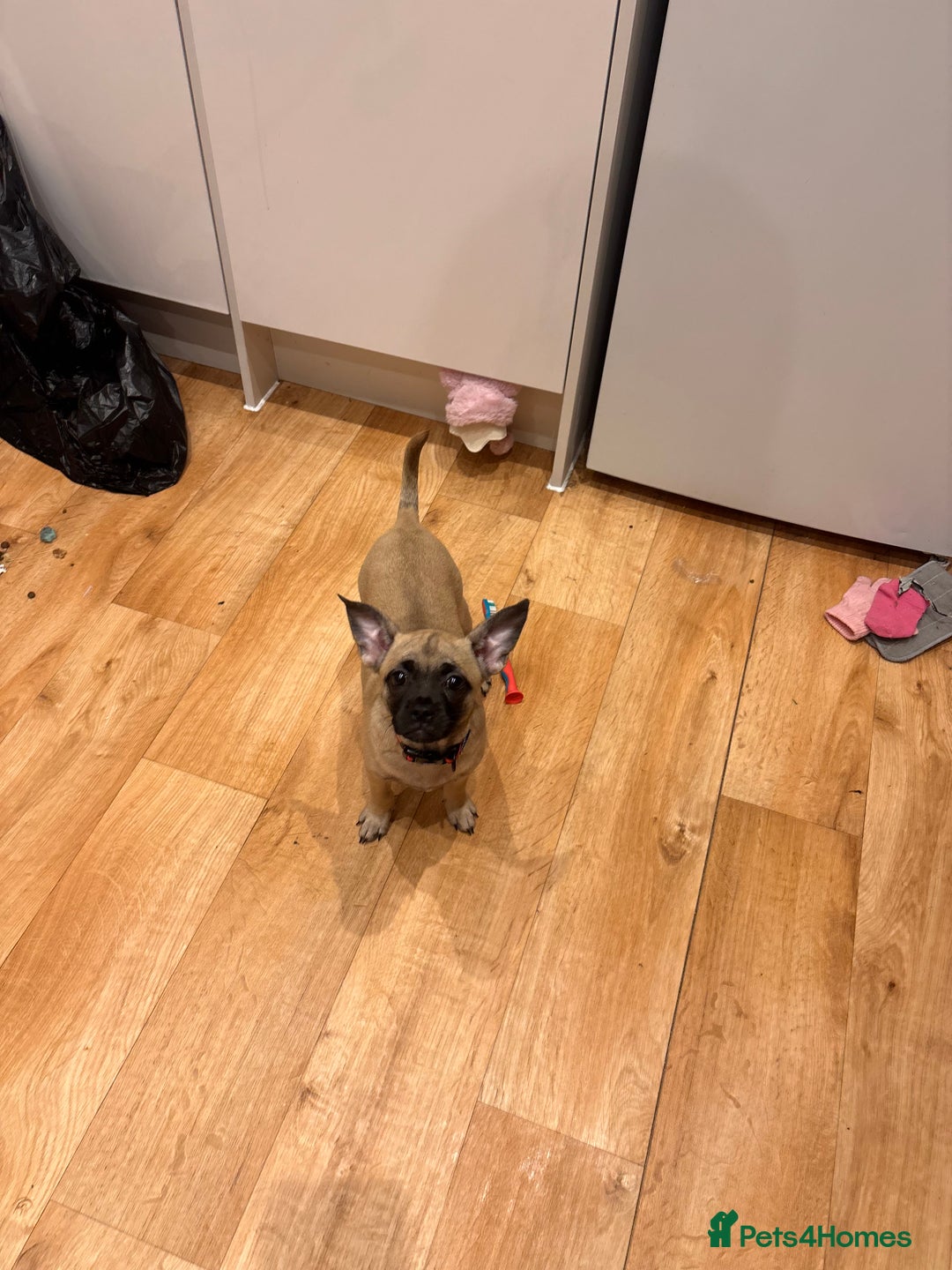 Mixed Breed dogs for sale: Frenchi pomchi puppy 15 weeks old girl - Image 9