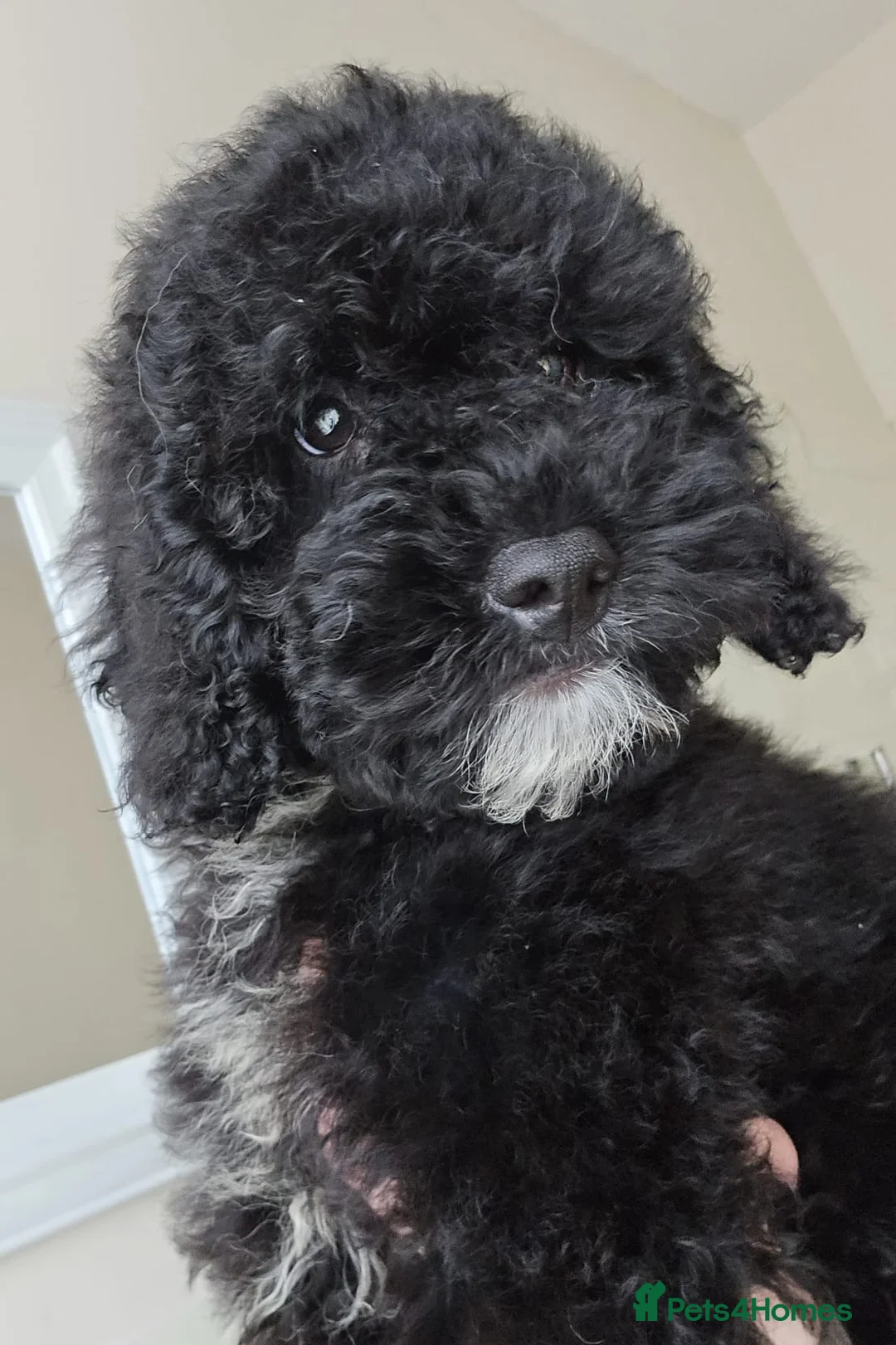 Goldendoodle dogs for sale: Goldendoodle Puppies  in Bolton - Advert 9