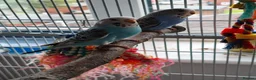Budgerigars birds for sale: Baby Budgies - Ready for their forever home - Advert 8