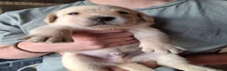 Labrador Retriever dogs for sale: Golden labrador retriever  in Huntingdon - Advert 5