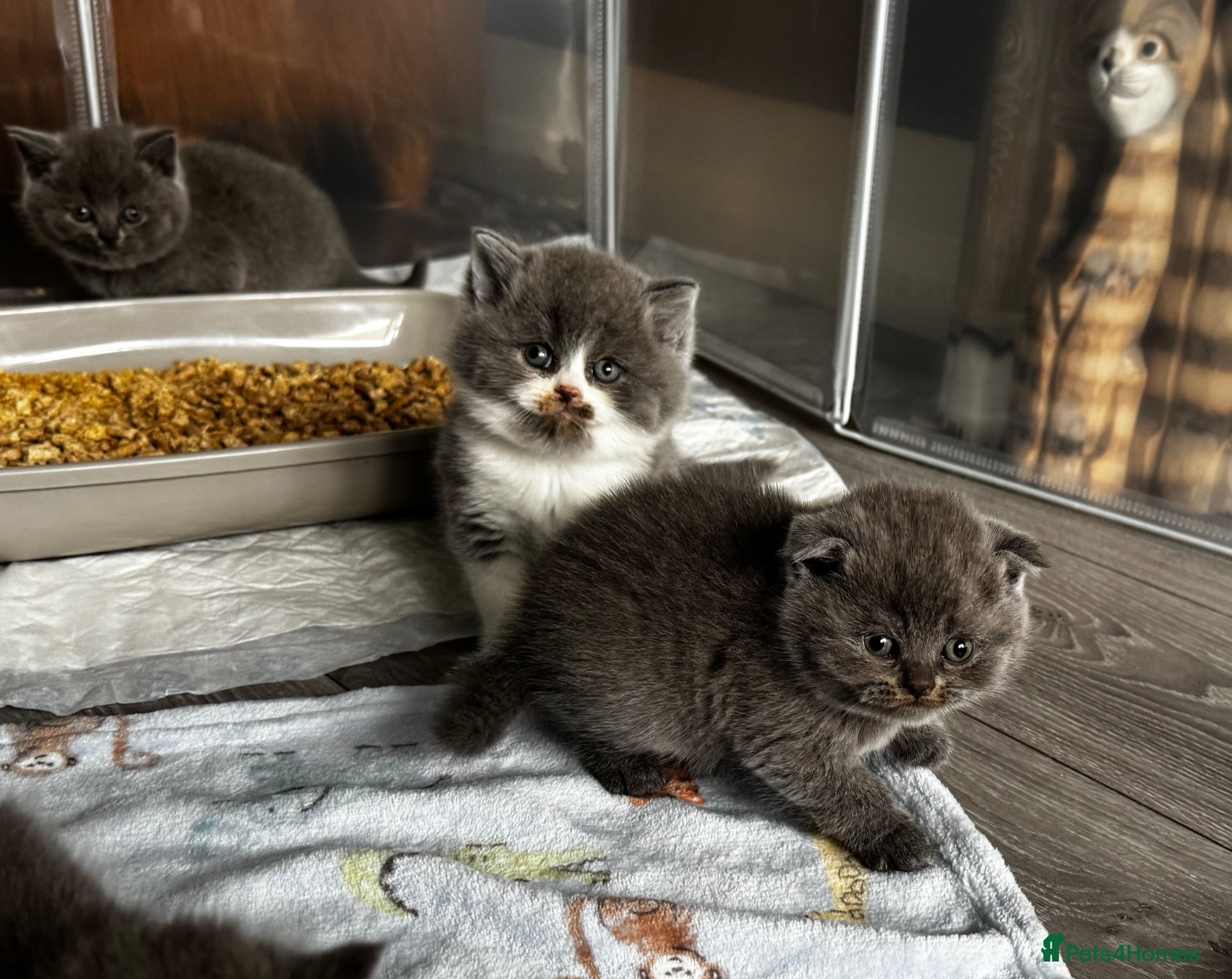 Scottish Fold cats Beautiful Scottish Kitten, Tica registered - Advert 11