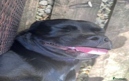 Mixed Breed dogs for sale: Beautiful beloved family dog  - Image 11