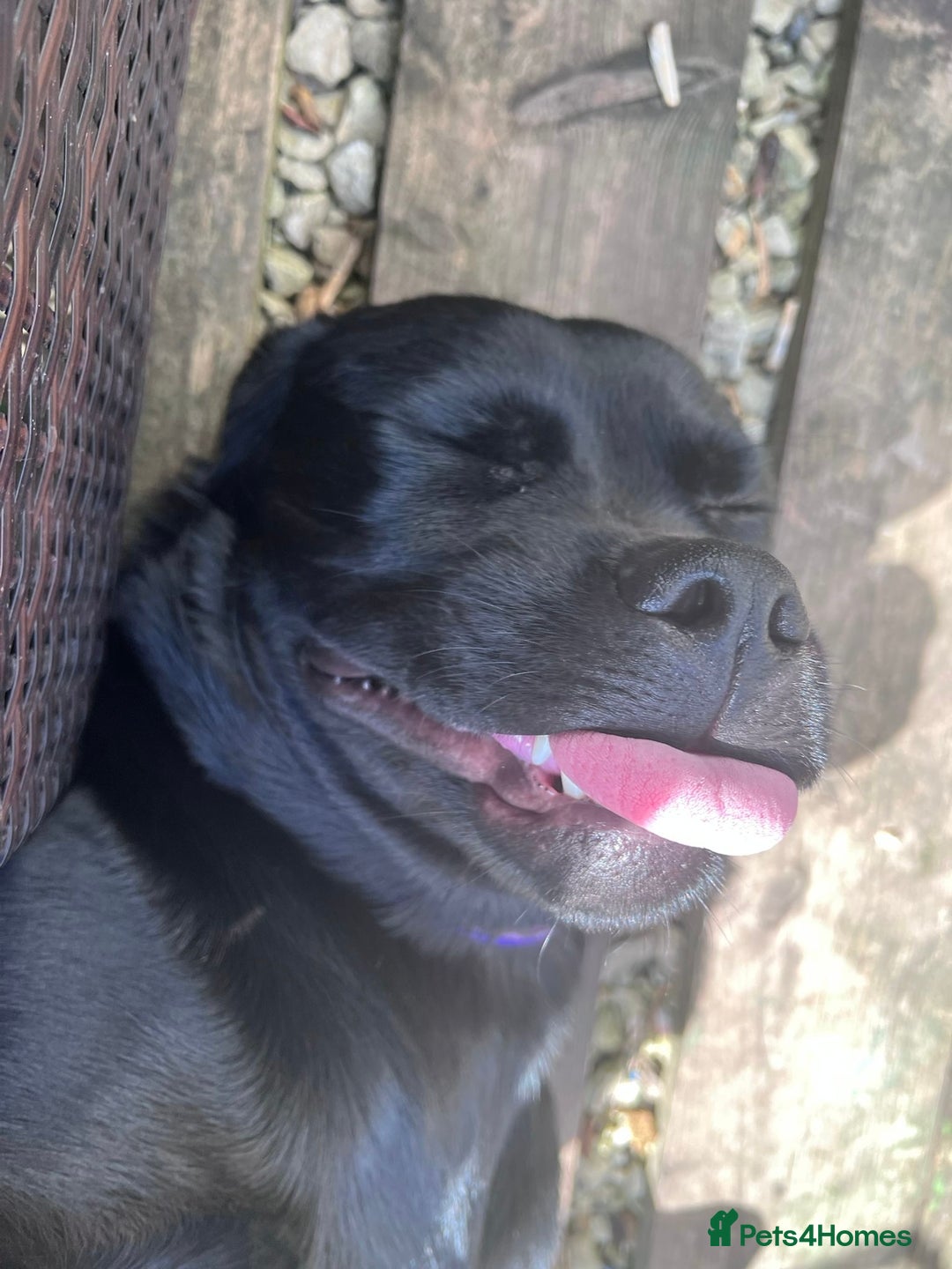 Mixed Breed dogs for sale: Beautiful beloved family dog  - Image 11