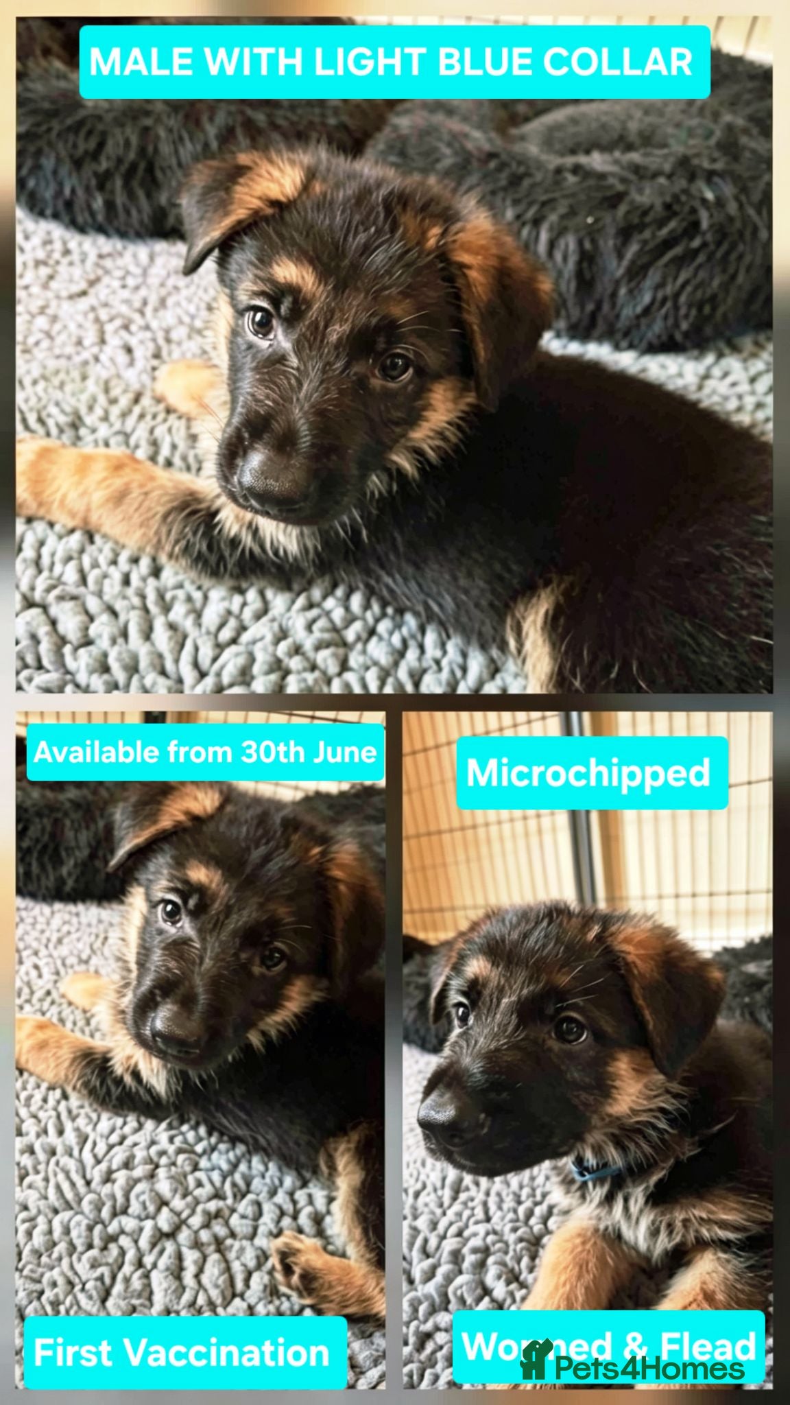 German Shepherd dogs 1 Gorgeous Male German Shepherd puppy - Advert 14
