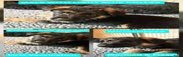 German Shepherd dogs for sale: 1 Gorgeous Male German Shepherd puppy - Advert 27
