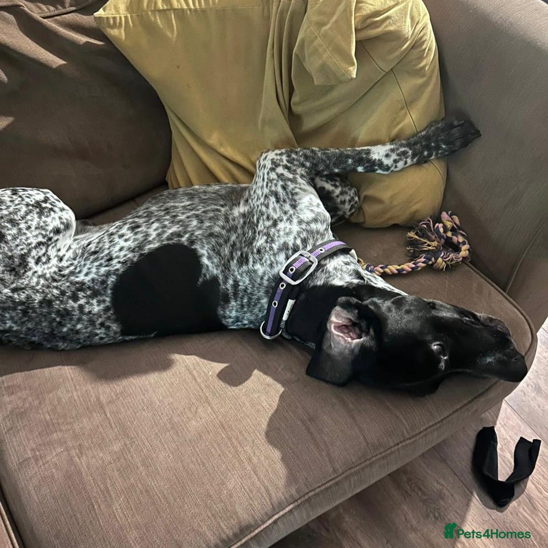 Mixed Breed dogs for adoption: Bracken (German Pointer mix) - Advert 7