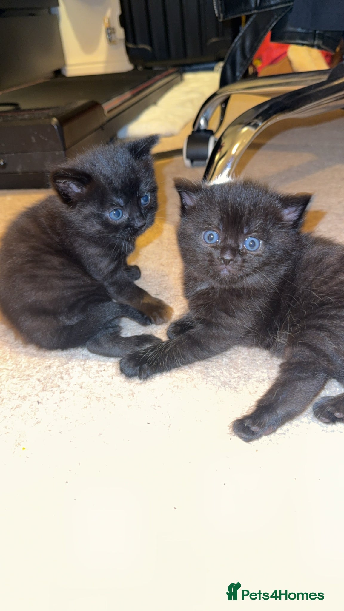 British Shorthair cats Two black female kittens  - Advert 15
