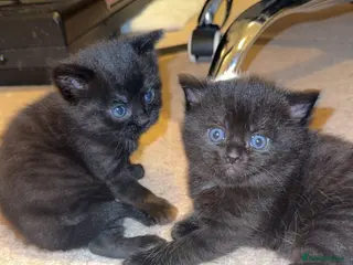 British Shorthair cats Two black female kittens - Advert 2