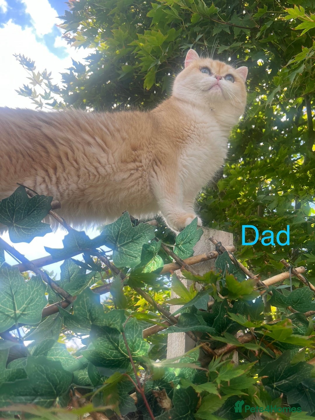 British Shorthair cats for sale: 💕Rare Show Quality Golden BRI ny12 Girl 💕 - Image 8