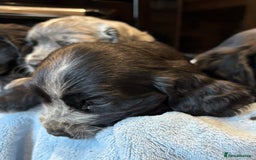Cocker Spaniel dogs for sale: Gorgeous KC Cockers with blue roan features - Image 10