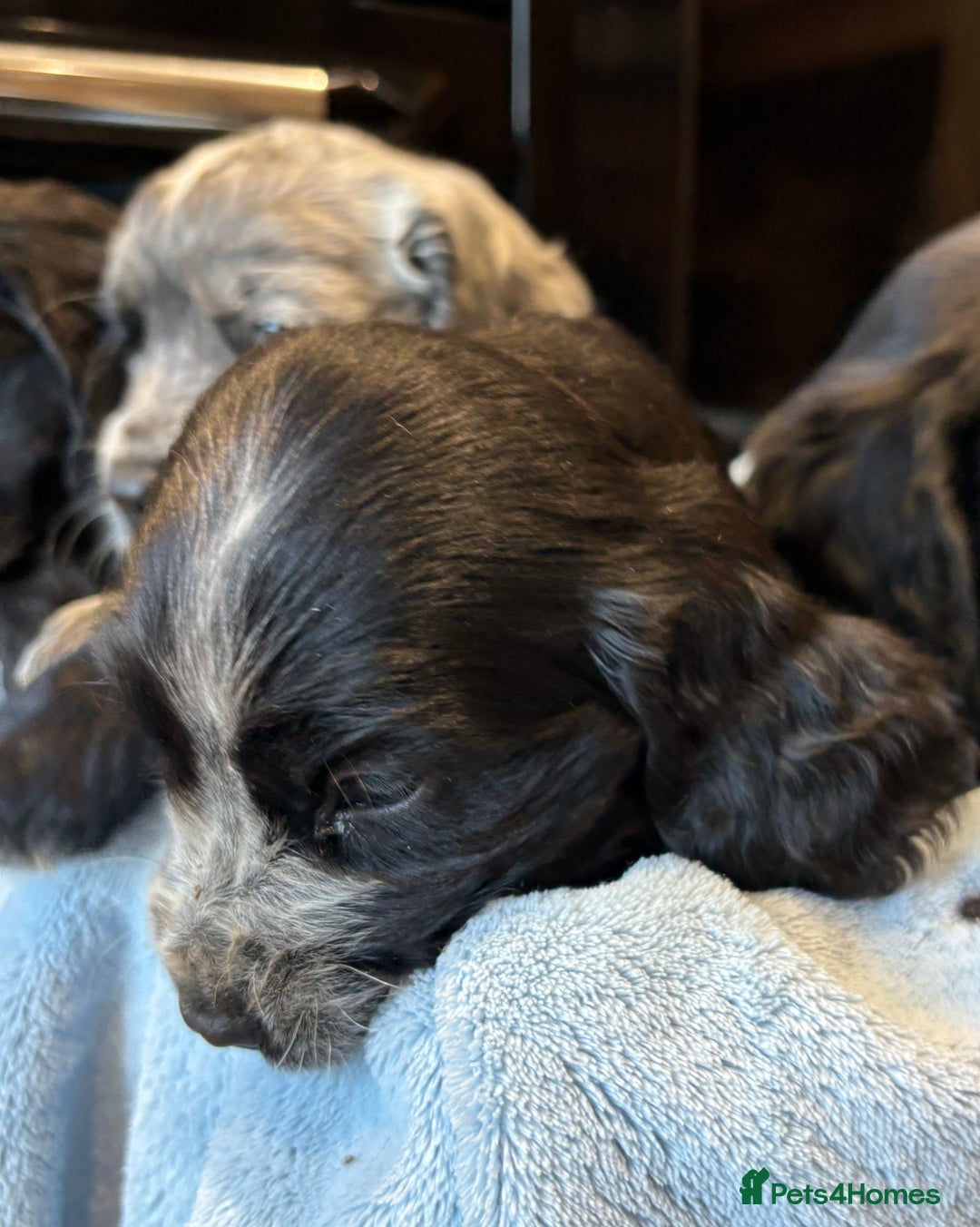 Cocker Spaniel dogs for sale: Gorgeous KC Cockers with blue roan features - Image 10