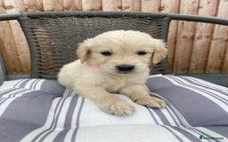 Golden Retriever dogs for sale: KC REGISTERED ®️ GOLDEN RETRIEVER PUPPIES 🐶 ❤️ - Image 27