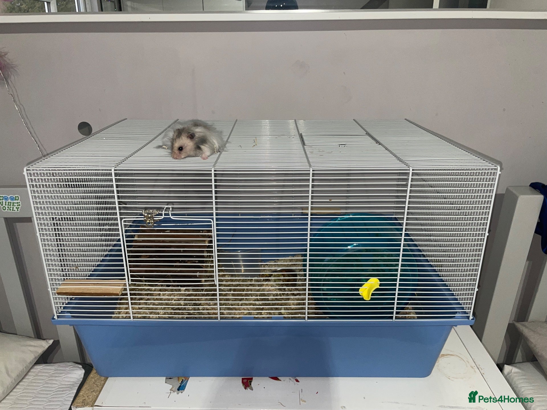 Hamster rodents for sale: Male Syrian hamster - Advert 1