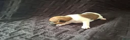 Parson Russell dogs for sale: 6 Parson Russell Terrier Pups for sale - Advert 5