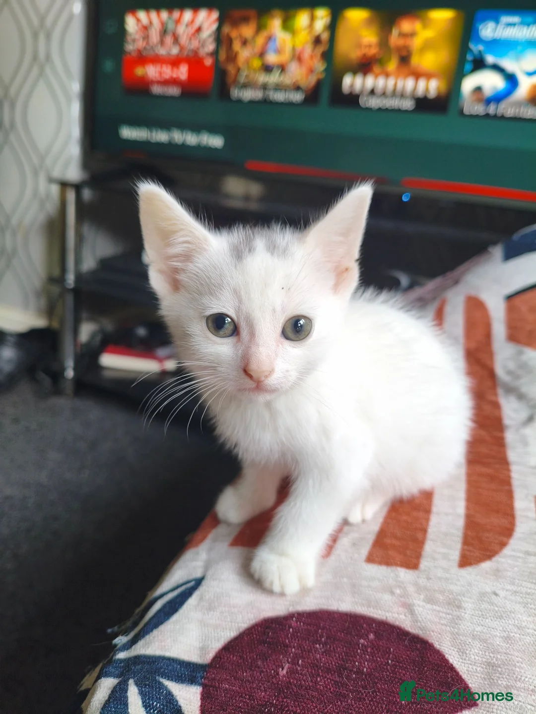 Mixed Breed cats for sale: Mixed breed kittens - Advert 14
