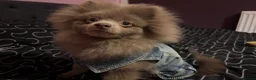 Pomeranian dogs for sale: Antonio / Tonio - Advert 5