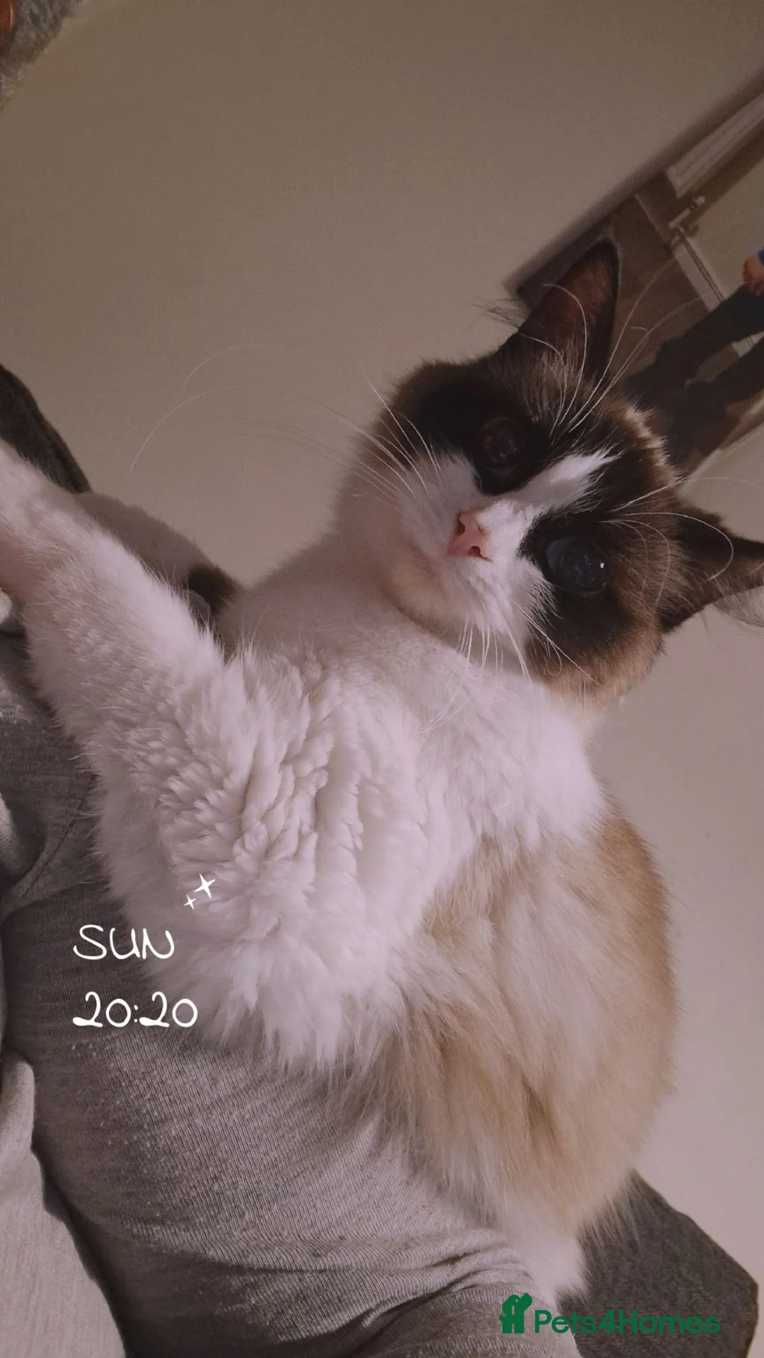 Ragdoll cats for sale: Ragdol - Advert 2