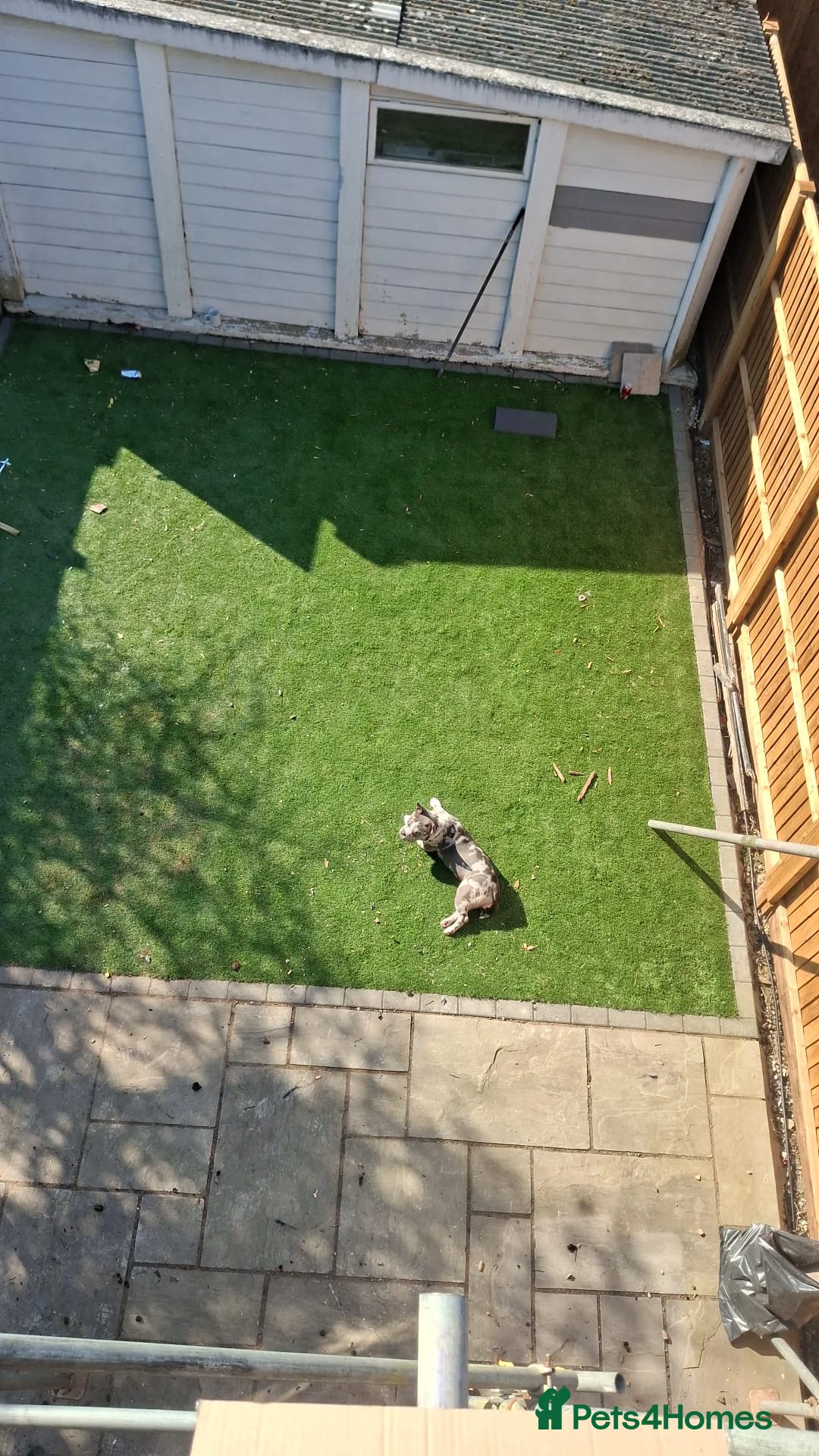 American Bully dogs for sale: Rare Coloured Pocket Bully Female, Older Puppy - Advert 1