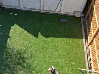 American Bully dogs Rare Coloured Pocket Bully Female, Older Puppy - Advert 1