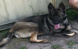 German Shepherd dogs for sale: German shepherd  - Image 4